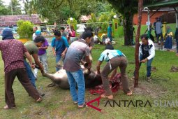 706 hewan kurban dipotong hari ini di Tapteng