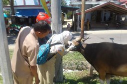 Disnakkeswan Periksa Kondisi Hewan Kurban Gorontalo Utara