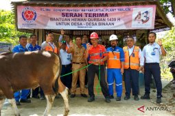 Indocement bagikan 31 sapi kurban