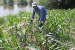Produksi Palawija Hingga Juli Capai19.118 Ton