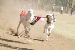 Karapan Kambing di "Semipro" Upaya Lestarikan Budaya Lokal Kota Probolinggo