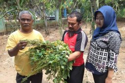 Petani Lebak Panen Kedelai