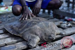 Ratusan kura-kura moncong babi dipulangkan ke Indonesia