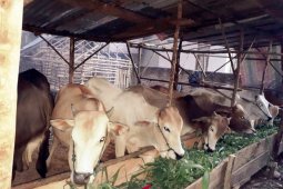 Sumut targetkan populasi sapi - kerbau 1.046.379 ekor
