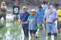 Pertanian di Jejangkit berkelanjutan