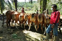 Realisasi program IB induk sapi di Mukomuko melebihi target