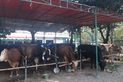 DKM Al-Azhom Siapkan 100 Petugas Pencacah Daging Kurban