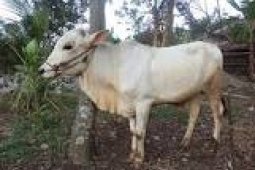 Sapi Kurban Presiden Jokowi