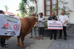 Istiqlal: Sapi Kurban Terberat Milik Presiden Jokowi