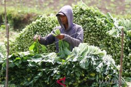 Harga sayuran di pasar Ambon bertahan