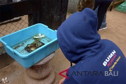 Peserta SMN Kaltim belajar lestarikan penyu di Serangan-Bali