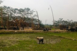 "Setengah kota - setengah desa" festival lima gunung