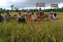 Pupuk mahal, petani Wondama tidak minat tanam padi