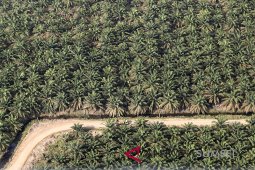 CPO price in Jambi slides by Rp131 per kilogram