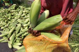 Kementan: Produksi Jagung Nasional Surplus pada 2018