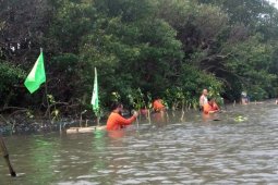 Pegiat Lingkungan Tanam Bakau di Muara Sungai Sidoarjo