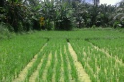 Realisaai pertanaman padi Langkat  82,15 persen