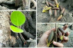 Komunitas usulkan Pulau Baai jadi arboretum mangrove