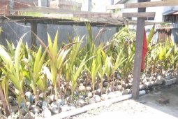 Peran Iptek bantu atasi permasalahan pembangunan berkelanjutan