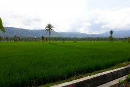 Petani Tapsel rasakan manfaat kehadiran Pemerintah