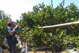Budidaya jeruk Garut kembali bergeliat