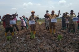 Distan HST optimalkan lahan rawa