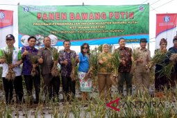 BI Bali panen perdana bawang putih di Buleleng