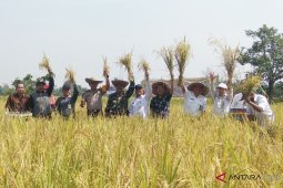 Haruyan plants and harvests rice in the same season