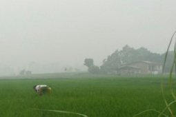 Realisasi tanam padi di Samoair 80 persen