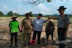 Pemdes Bukit Kijang manfaatkan bekas tambang kembangkan peternakan sapi