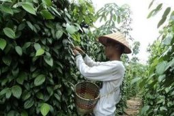 Ini dia, Ada 'Festival Petik Lada' di Lampung