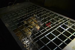 Macan tutul gunung Sawal ditangkap