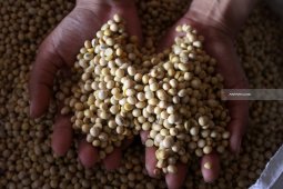 Kemendag: Stok kedelai cukup penuhi kebutuhan nasional