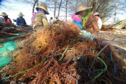 Produksi Rumput Laut Turun