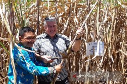 Sekolah Lapang Iklim Berdayakan Petani Tebu