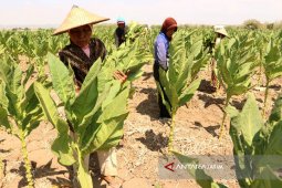 Hujan di Bojonegoro Bisa Pengaruhi Kualitas Tembakau (Video)