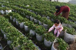 Wisata Petik Buah Strawberry
