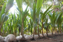 Pemkot Bengkulu tanam seribu bibit kelapa peringati HUT RI