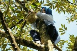 Petani Berharap Pemkab Lebak Bangun Pasar Durian
