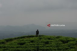 Menikmati Pemandangan Indah di Kebun Teh Jamus Ngawi