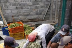 Dengan Teknologi Fermentasi, Limbah Kulit Edamame Jadi Pakan Ternak di Jember