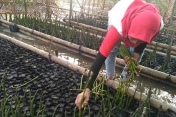 Warga Bengkulu tanam mangrove cegah abrasi