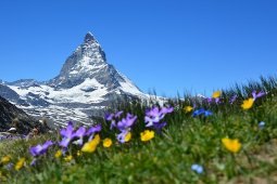 Studi: Hilangnya Salju di Swiss Mungkin Berkaitan dengan Pemanasan Global