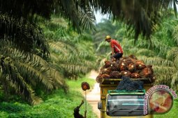 Begini kata pengamat soal kemungkinan retaliasi sawit di debat capres