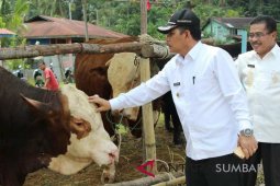 Uji integrasi sawit-sapi berhasil tingkatkan produksi