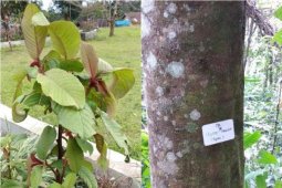 Ini, hasil survei LIPI terkait Master Plan Kebun Raya di Tapsel