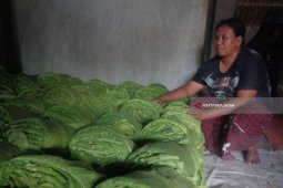 Harga Jual Tembakau di Probolinggo Mulai Turun