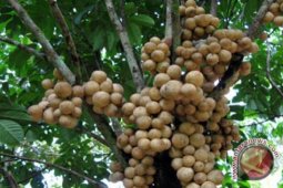Tapsel kembangkan aneka buah di atas lahan kering
