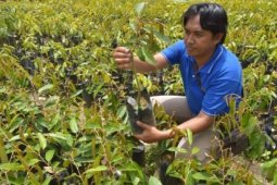 Tapsel mulai kembangkan aneka tanaman buah