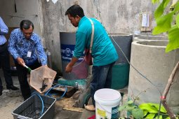 Budi daya lele "cendol" di Yogyakarta terkendala ketersediaan benih